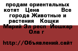 продам ориентальных котят › Цена ­ 5 000 - Все города Животные и растения » Кошки   . Марий Эл респ.,Йошкар-Ола г.